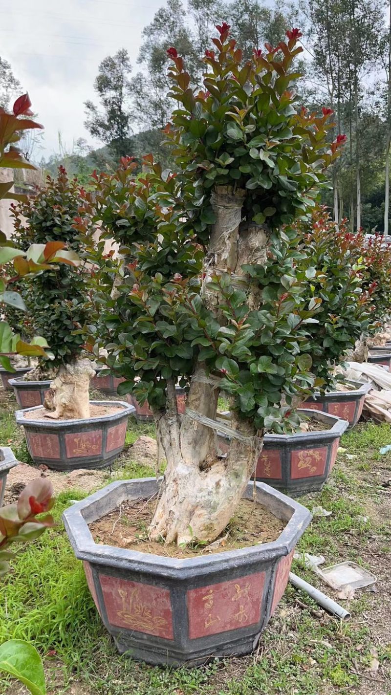 嫁接红花紫薇桩头盆景漳州紫薇种植基地农户直销批发