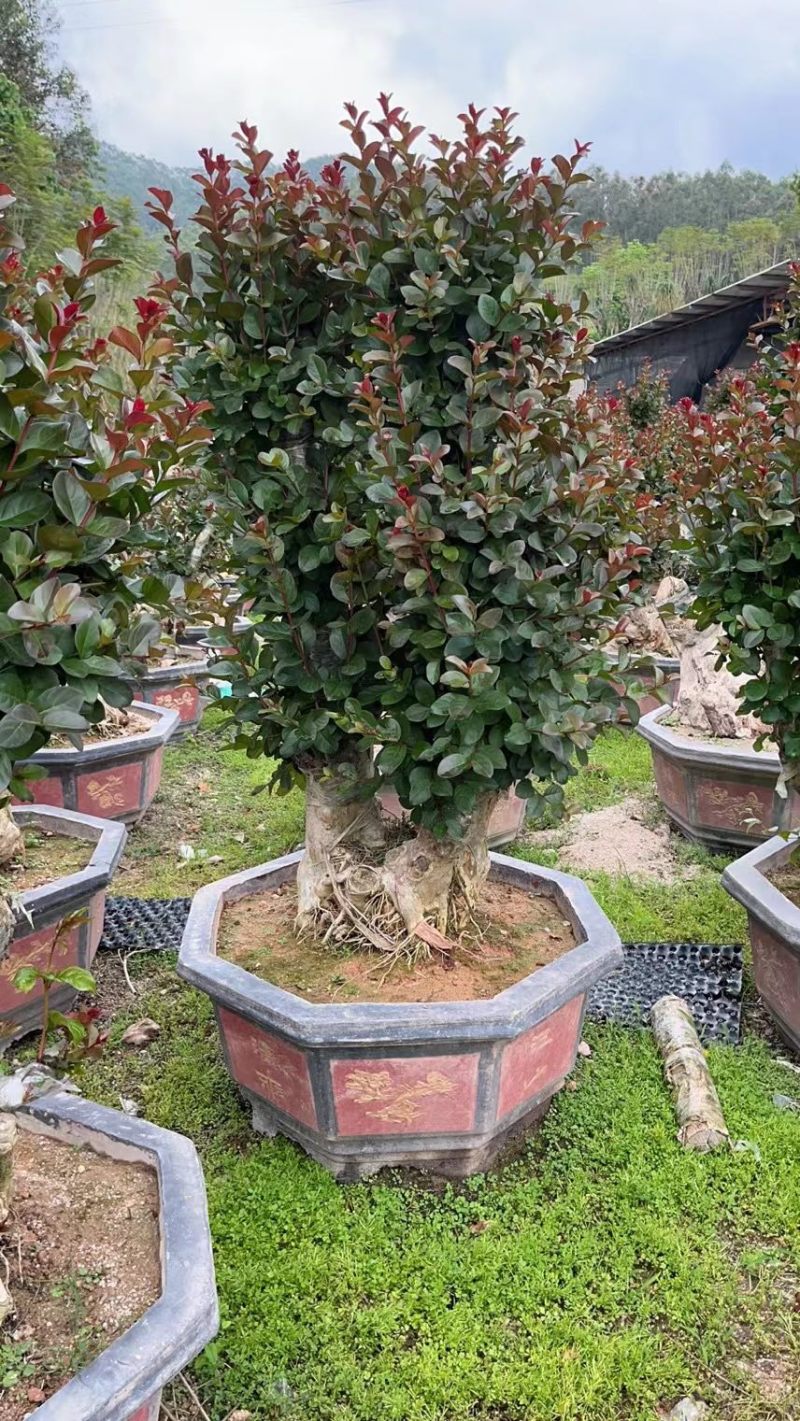 嫁接红花紫薇桩头盆景漳州紫薇种植基地农户直销批发