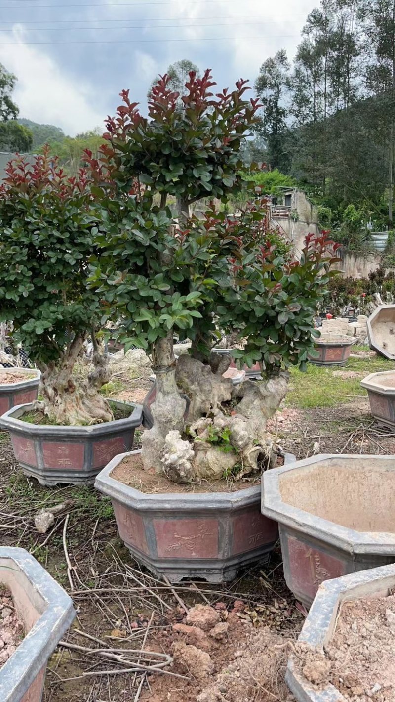 嫁接红花紫薇桩头盆景漳州紫薇种植基地农户直销批发