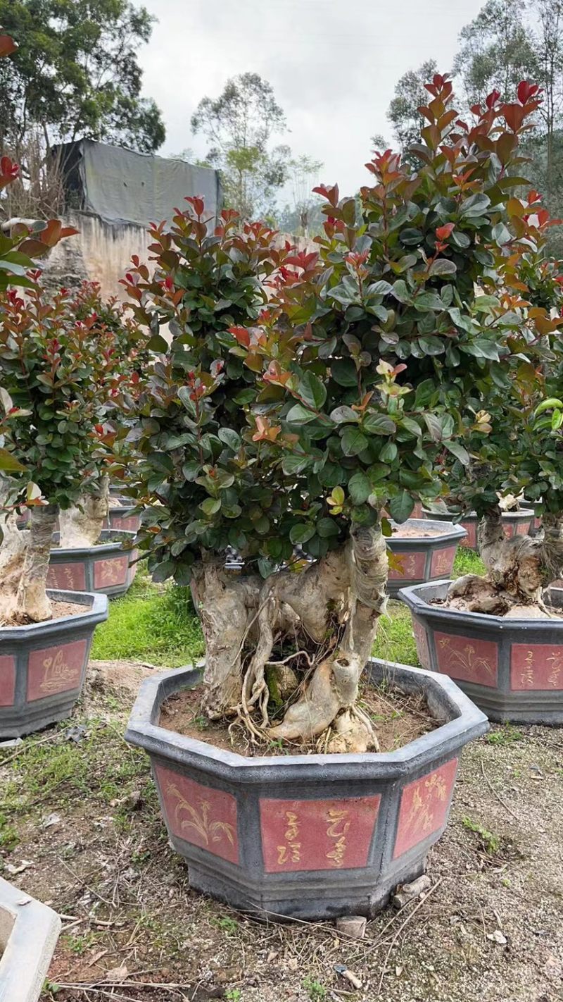 嫁接红花紫薇桩头盆景漳州紫薇种植基地农户直销批发