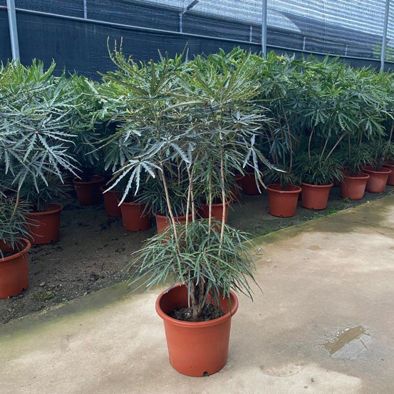 孔雀木盆栽大型室内植物客厅办公室吸甲醛净化空气好养活绿植