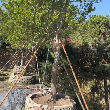 红花紫薇原生苗漳州紫薇种植基地农户一手货源直销批发