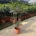 孔雀木盆栽大型室内植物客厅办公室吸甲醛净化空气好养活绿植