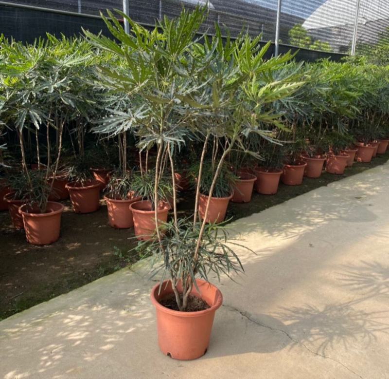 孔雀木盆栽大型室内植物客厅办公室吸甲醛净化空气好养活绿植