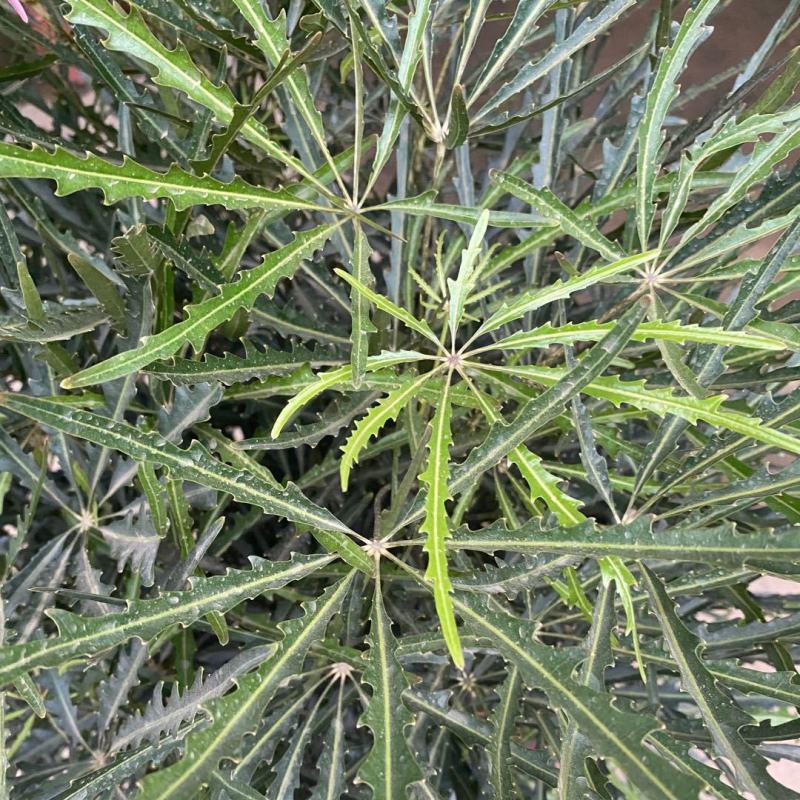 孔雀木盆栽大型室内植物客厅办公室吸甲醛净化空气好养活绿植