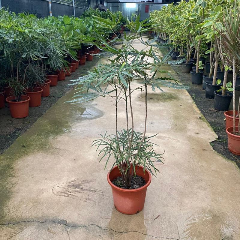 孔雀木盆栽大型室内植物客厅办公室吸甲醛净化空气好养活绿植