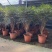孔雀木盆栽大型室内植物客厅办公室吸甲醛净化空气好养活绿植