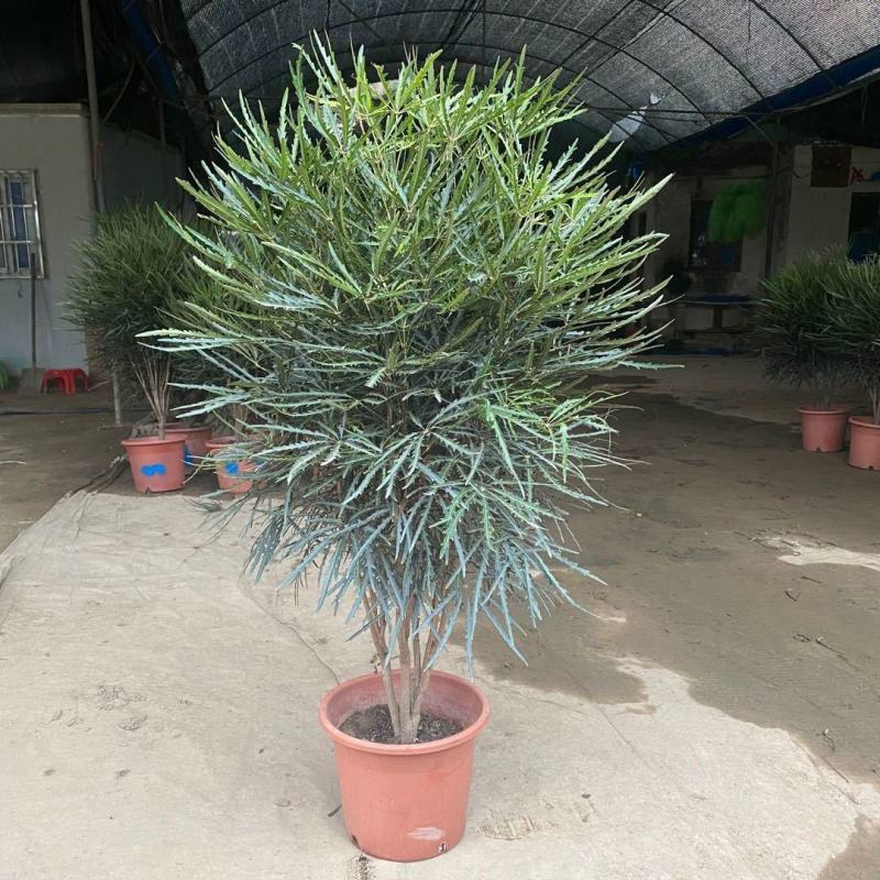 孔雀木盆栽大型室内植物客厅办公室吸甲醛净化空气好养活绿植