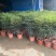 孔雀木盆栽大型室内植物客厅办公室吸甲醛净化空气好养活绿植