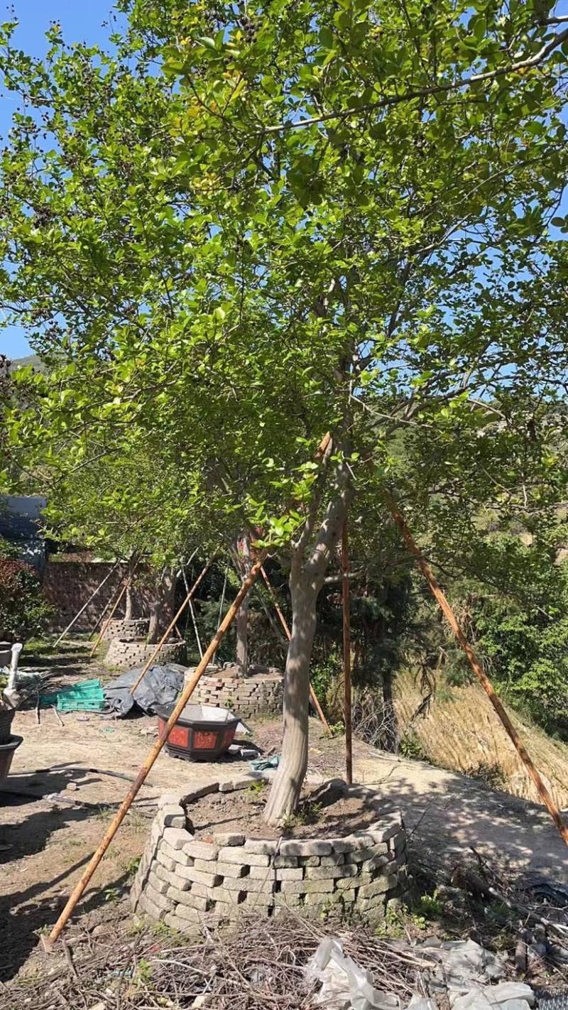 红花紫薇原生苗漳州紫薇种植基地农户一手货源直销批发