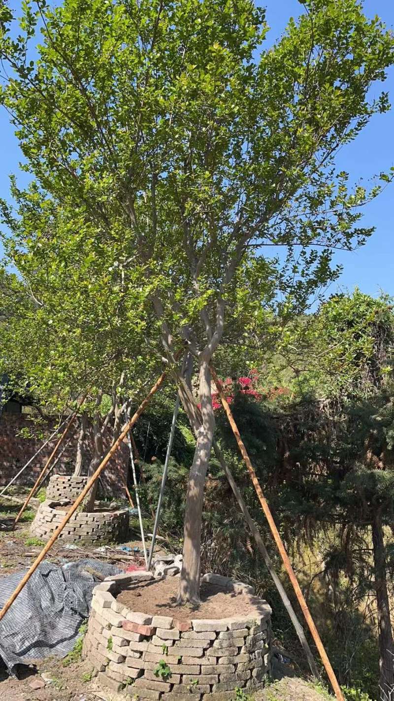 红花紫薇原生苗漳州紫薇种植基地农户一手货源直销批发