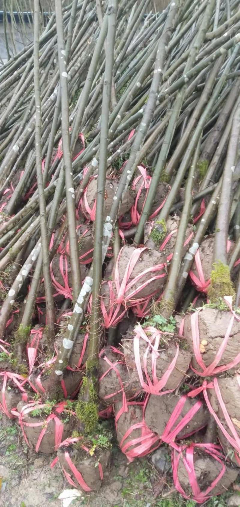 湖北栾树苗风景占地拆迁刚放绿化苗小苗基地直发成活率高