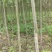 湖北栾树苗风景占地拆迁刚放绿化苗小苗基地直发成活率高