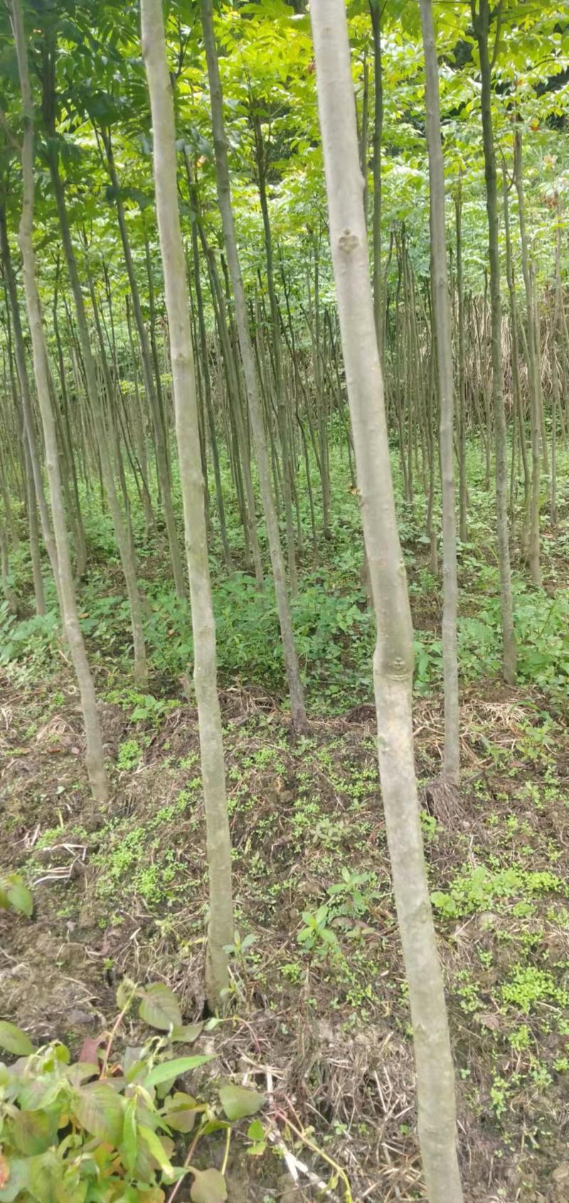 湖北栾树苗风景占地拆迁刚放绿化苗小苗基地直发成活率高