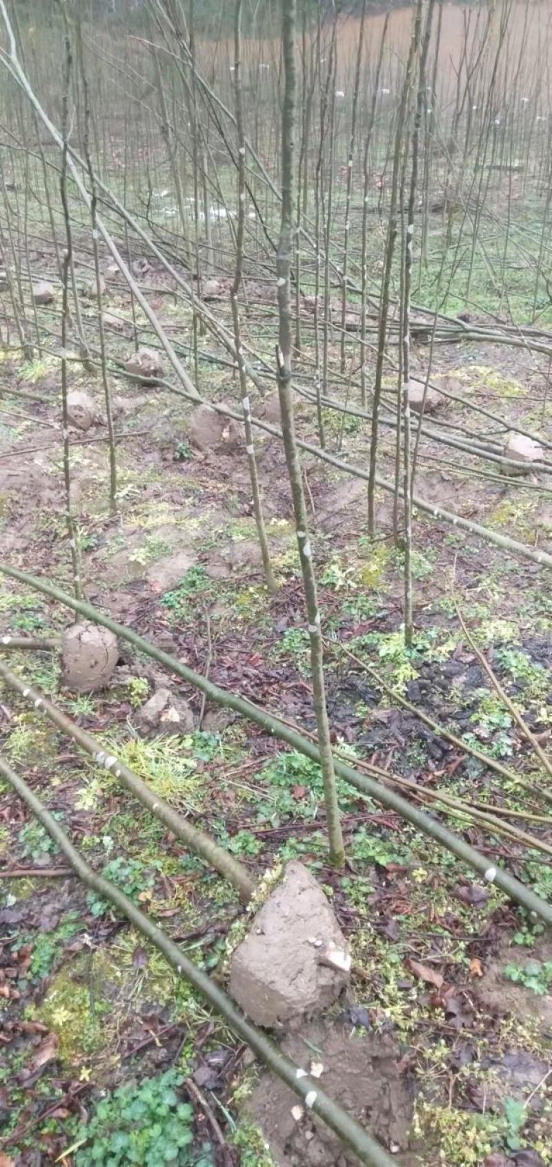 湖北栾树苗风景占地拆迁刚放绿化苗小苗基地直发成活率高
