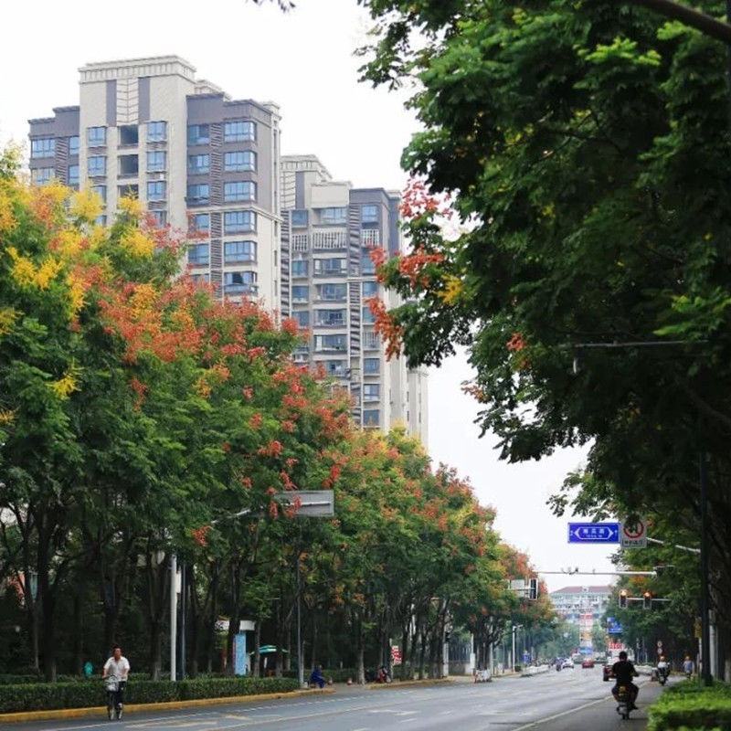 湖北栾树苗风景占地拆迁刚放绿化苗小苗基地直发成活率高