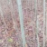 湖北栾树苗风景占地拆迁刚放绿化苗小苗基地直发成活率高