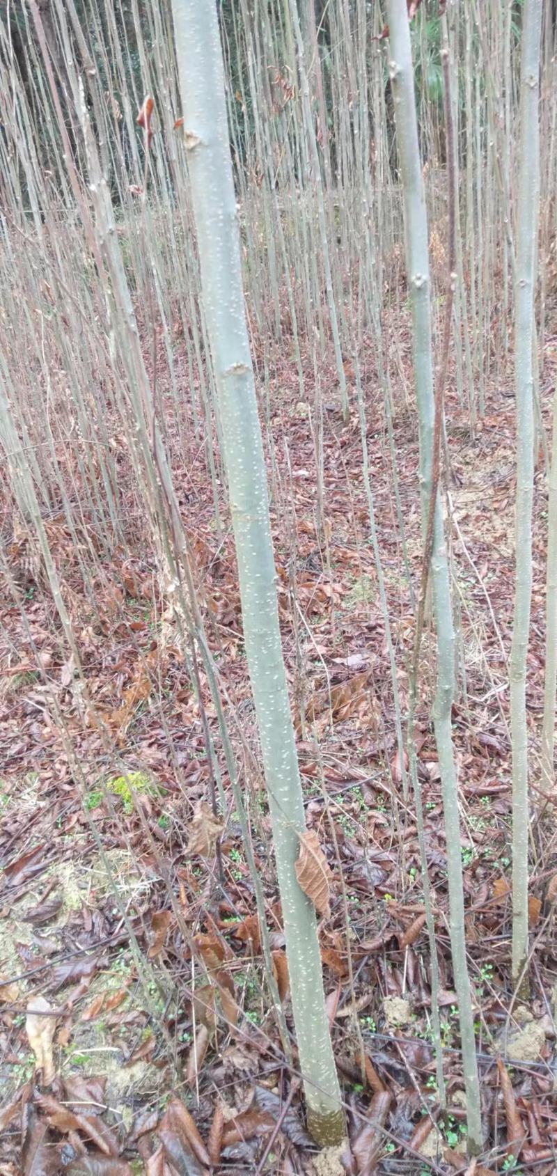 湖北栾树苗风景占地拆迁刚放绿化苗小苗基地直发成活率高