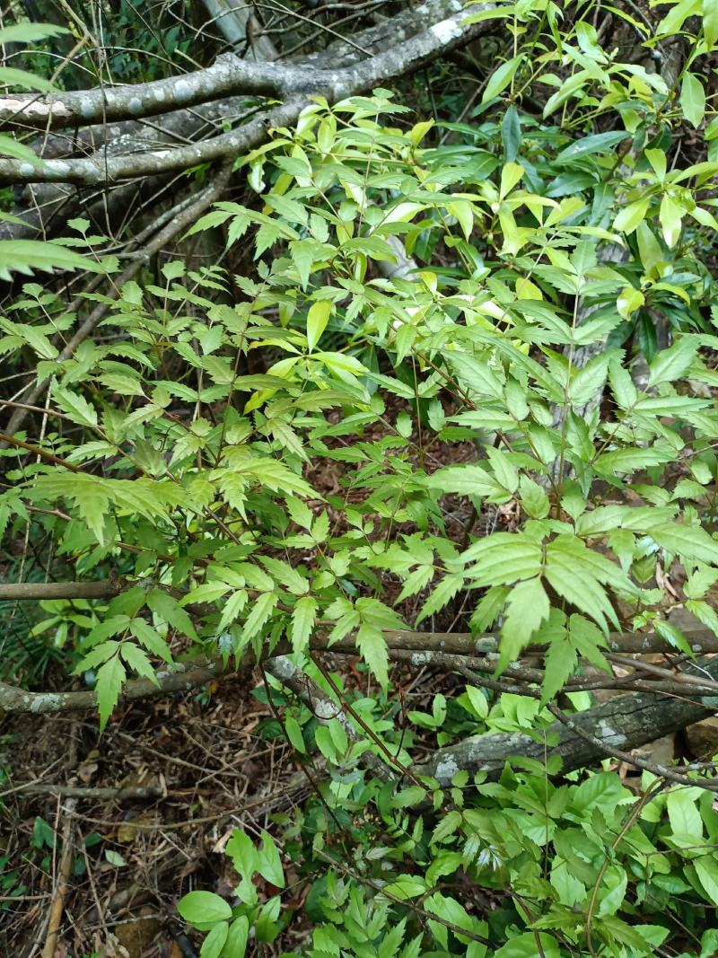 高山野生纯手工牛牵丝，藤茶