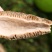 羊肚菌野生干货云南土特产食用菌新货煲菌汤食材香菇羊肚蘑菇