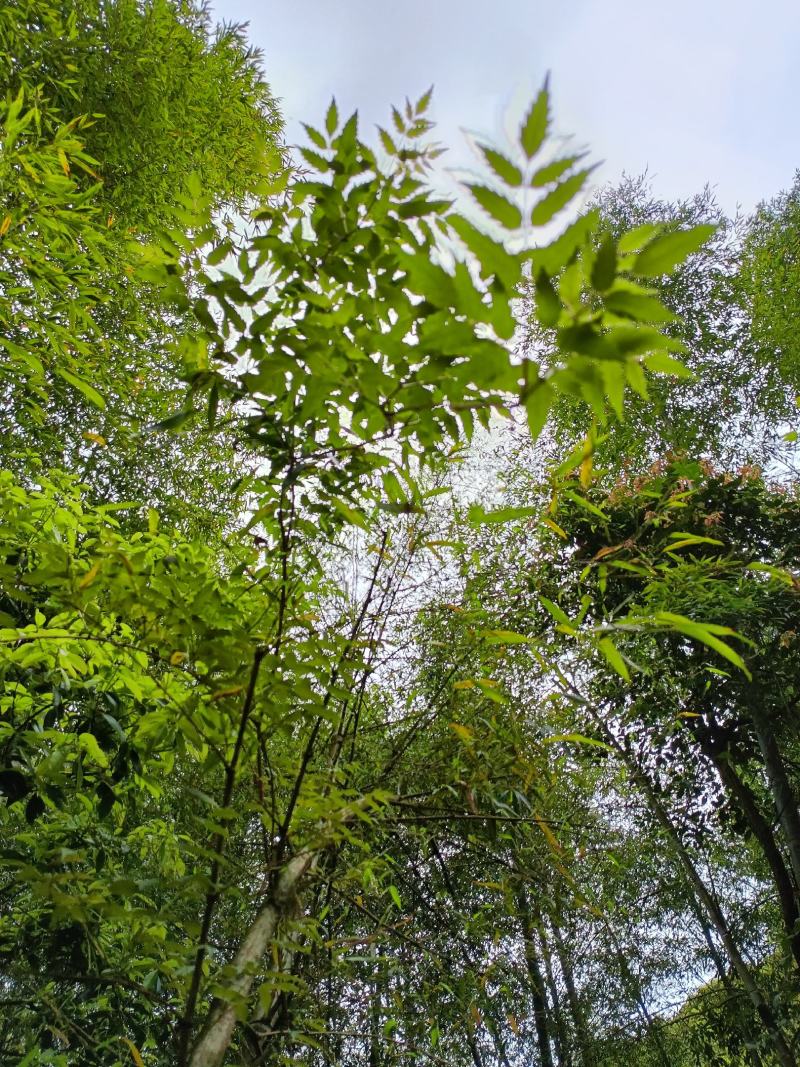 高山野生纯手工牛牵丝，藤茶