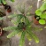 盆景植物叶下珠盆栽花卉客厅书房室内意境盆景绿植常青好养活