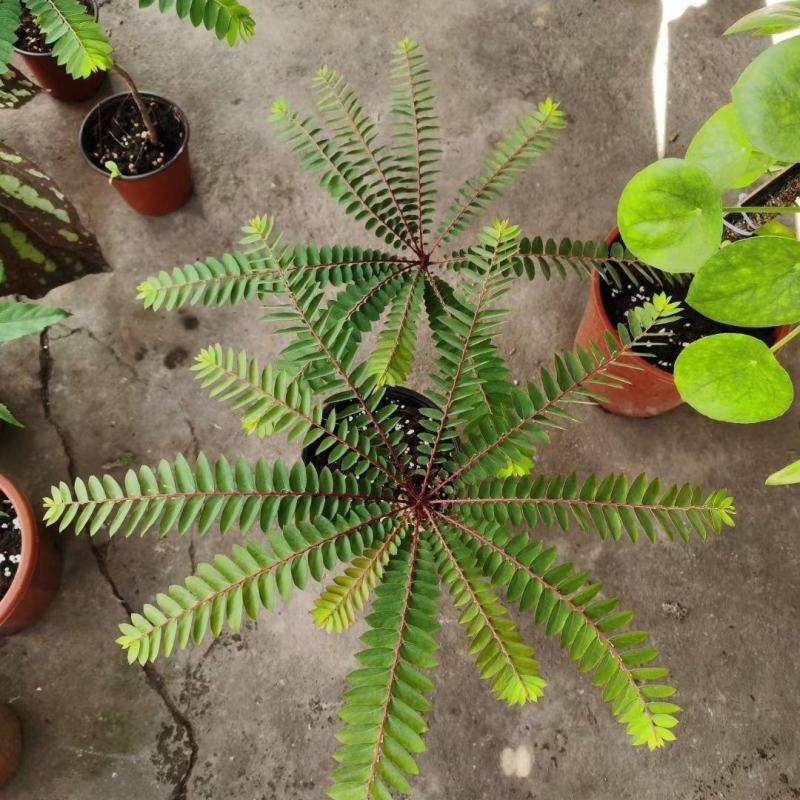 盆景植物叶下珠盆栽花卉客厅书房室内意境盆景绿植常青好养活