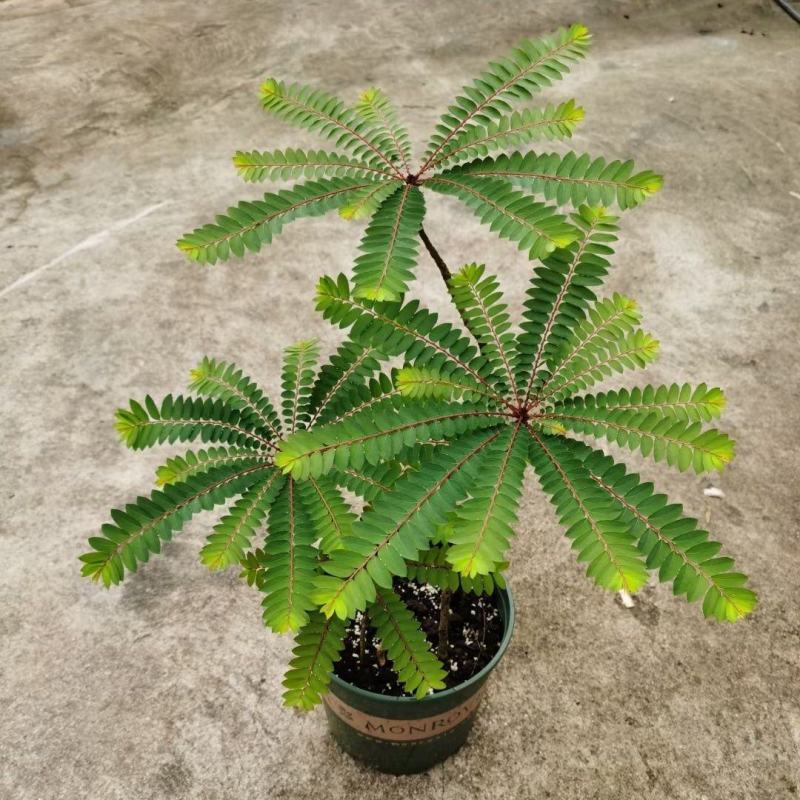 盆景植物叶下珠盆栽花卉客厅书房室内意境盆景绿植常青好养活
