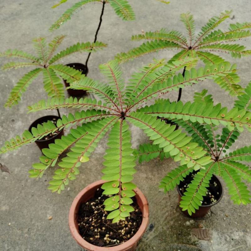 盆景植物叶下珠盆栽花卉客厅书房室内意境盆景绿植常青好养活