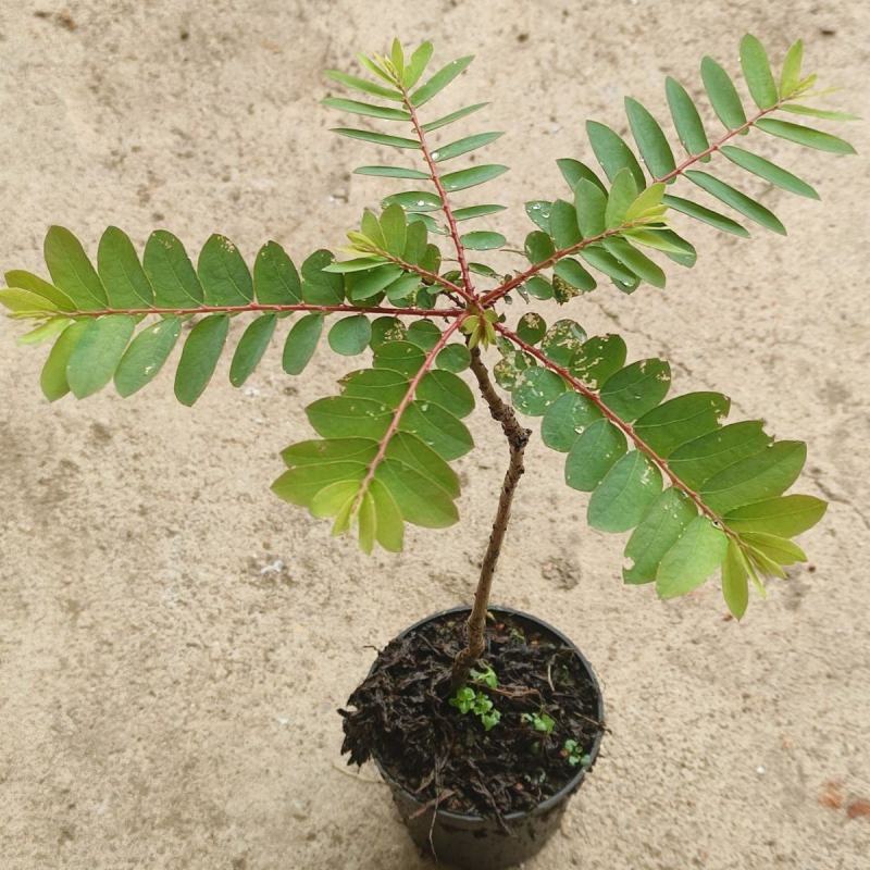 盆景植物叶下珠盆栽花卉客厅书房室内意境盆景绿植常青好养活