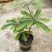 盆景植物叶下珠盆栽花卉客厅书房室内意境盆景绿植常青好养活