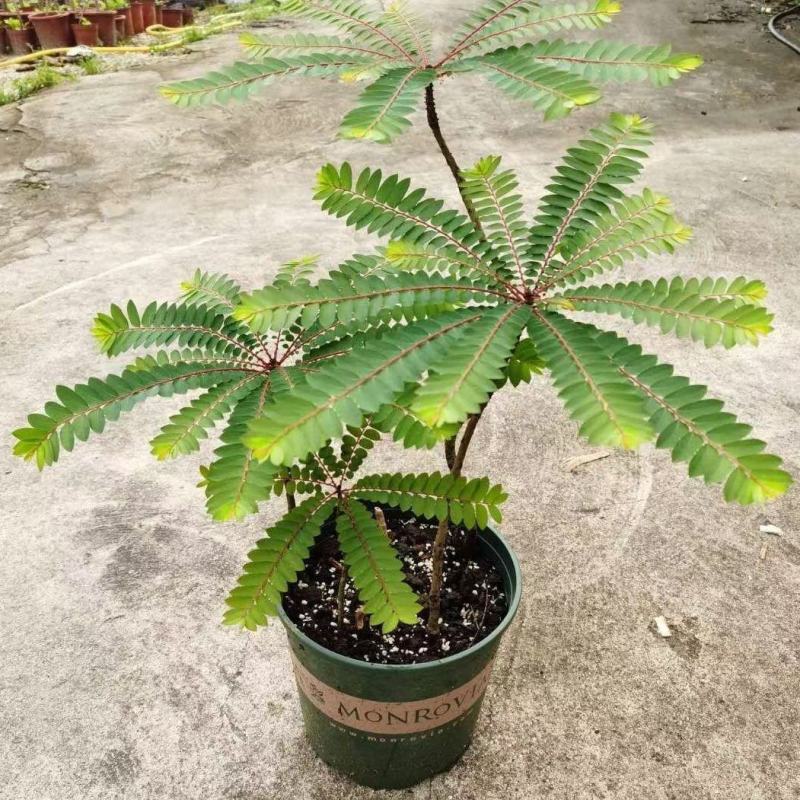盆景植物叶下珠盆栽花卉客厅书房室内意境盆景绿植常青好养活