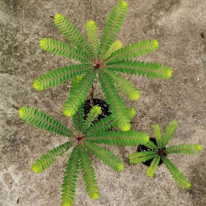 盆景植物叶下珠盆栽花卉客厅书房室内意境盆景绿植常青好养活