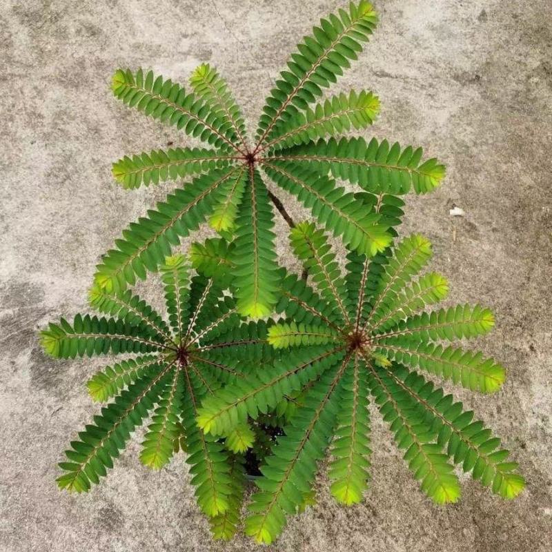 盆景植物叶下珠盆栽花卉客厅书房室内意境盆景绿植常青好养活