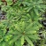 盆景植物叶下珠盆栽花卉客厅书房室内意境盆景绿植常青好养活