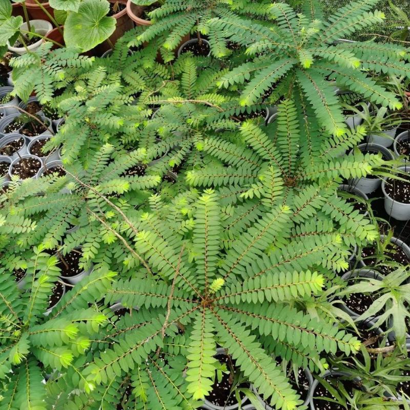 盆景植物叶下珠盆栽花卉客厅书房室内意境盆景绿植常青好养活