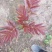 【香椿苗】苗圃大量供应规格齐全提供技术量大从优
