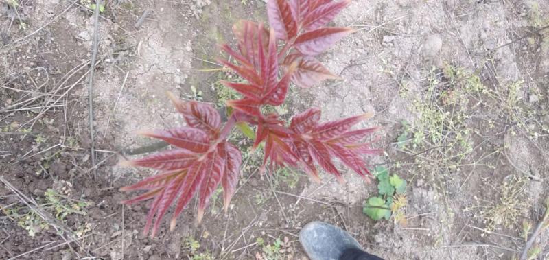 【香椿苗】苗圃大量供应规格齐全提供技术量大从优