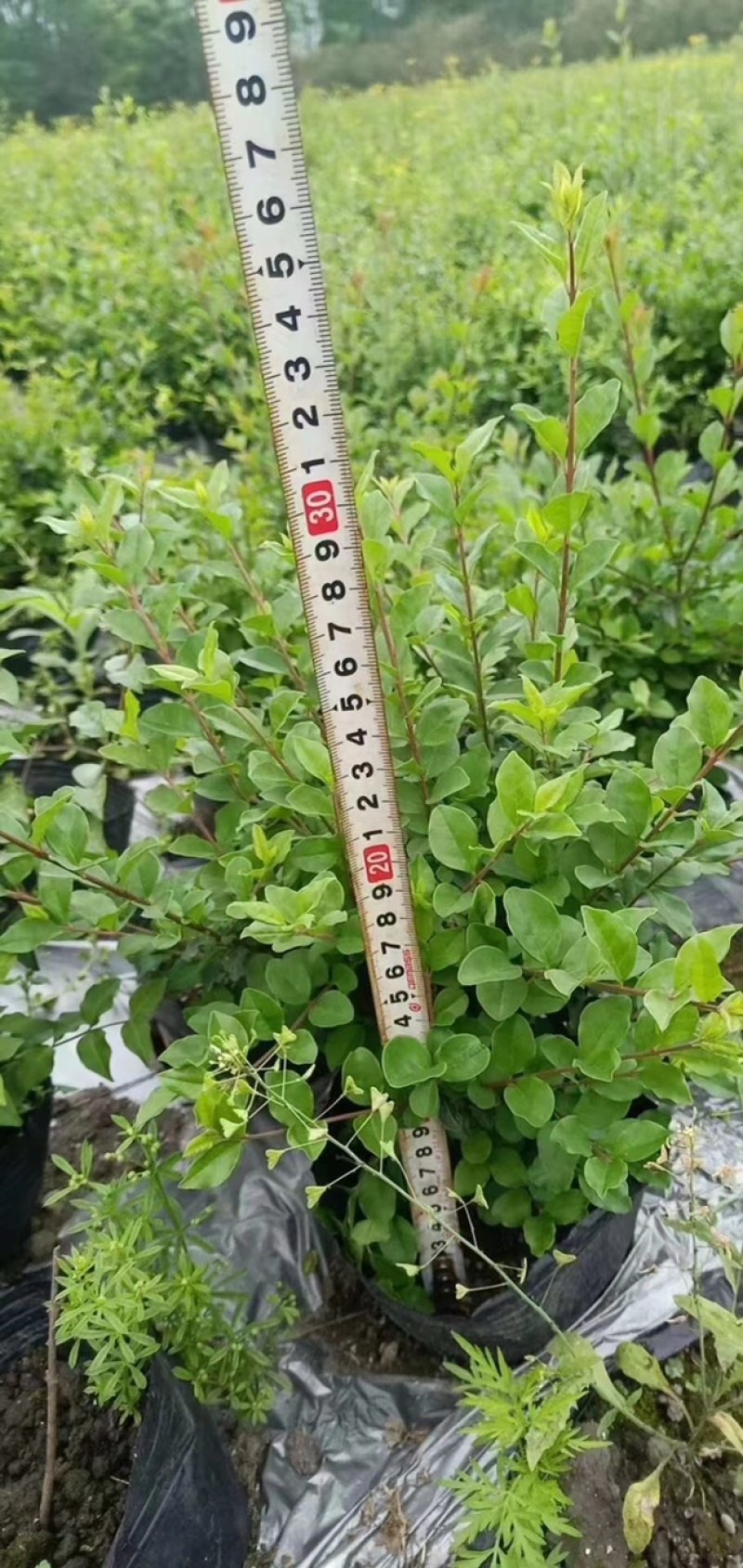 小叶女贞，成都小叶女贞价格低，小叶女贞基地