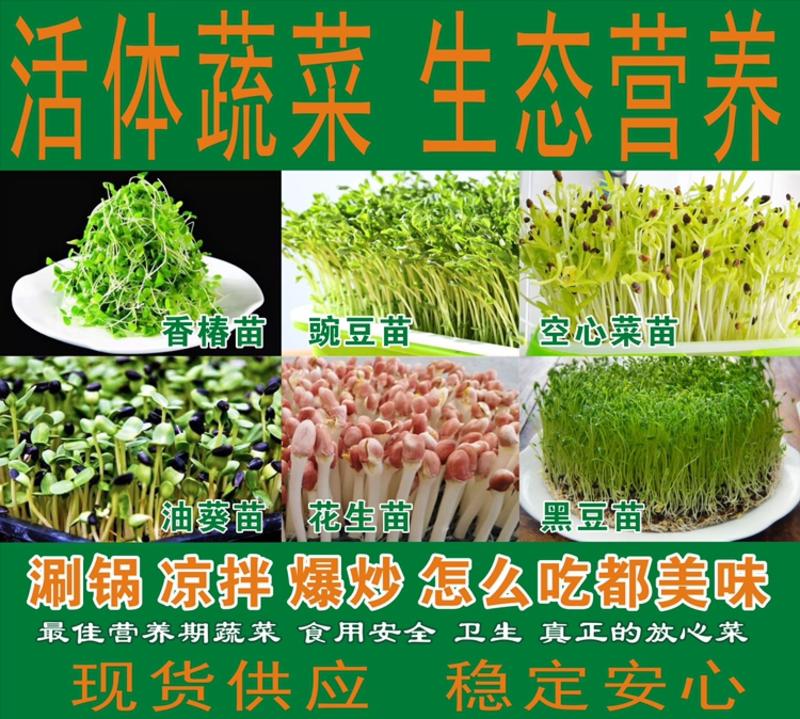 黑豆苗黑豆芽黑豆芽苗菜直供酒店商超火锅高档社区团购