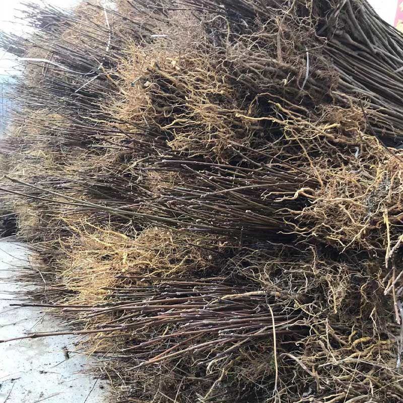 【黄柏苗】基地直供厚皮中药材基地发货成活率高欢迎咨询