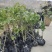 陇南大红袍嫁接无刺花椒苗