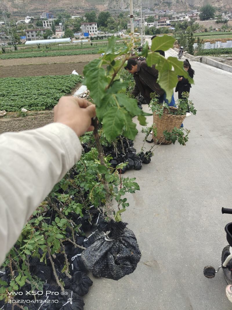 陇南大红袍嫁接无刺花椒苗