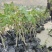 陇南大红袍嫁接无刺花椒苗