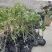 陇南大红袍嫁接无刺花椒苗