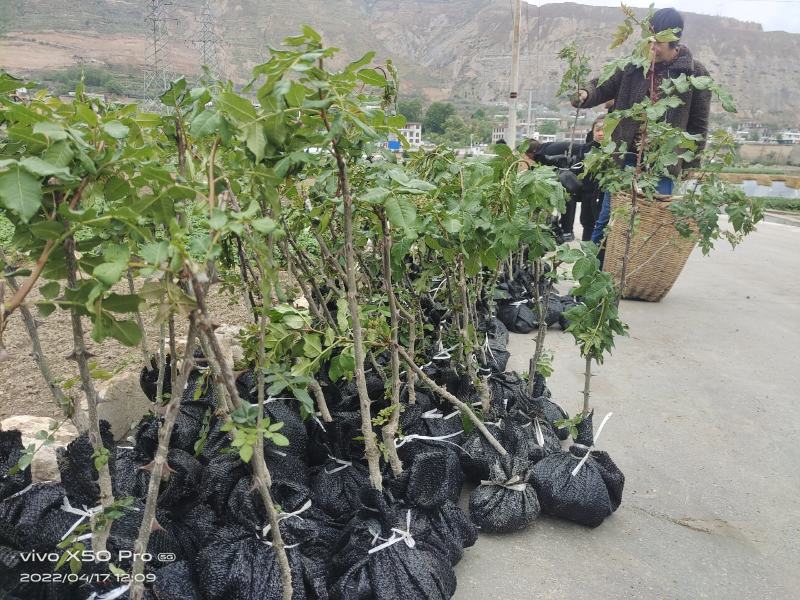 陇南大红袍嫁接无刺花椒苗