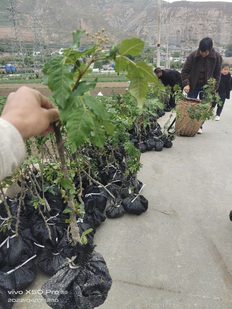 陇南大红袍嫁接无刺花椒苗