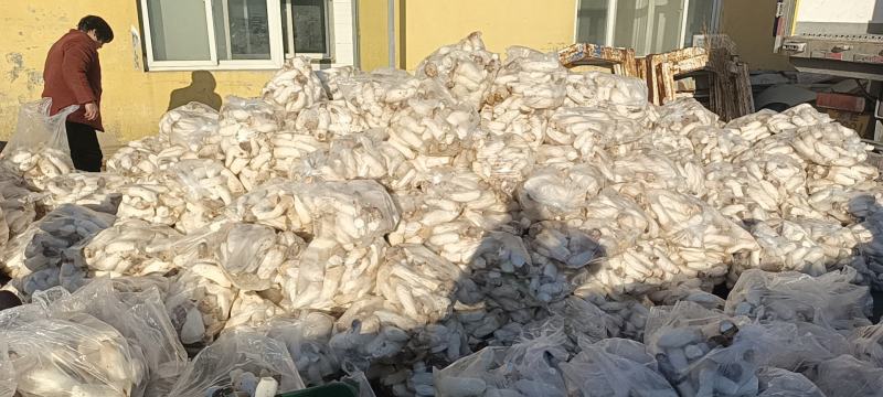 新鲜菇片长年供应产地直销