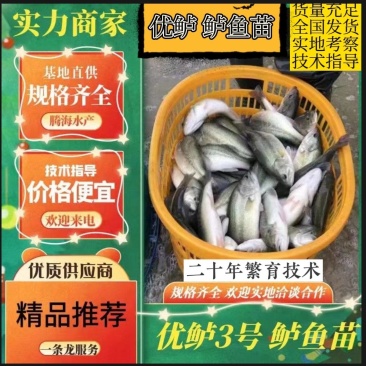 【鲈鱼苗】加州鲈鱼苗海鲈鱼苗-全程已经训化吃饲料价格实惠