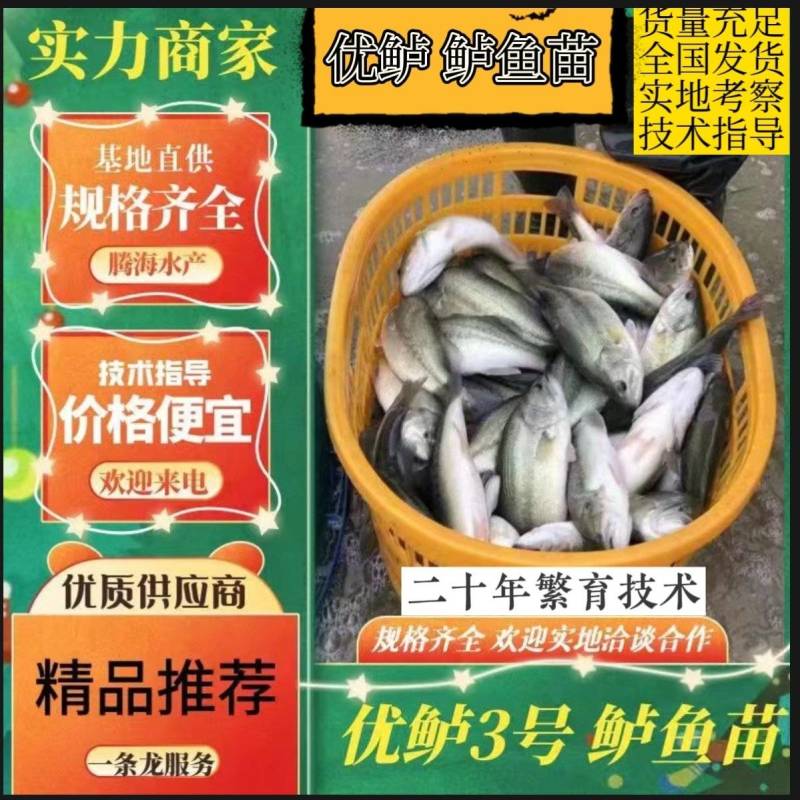 【鲈鱼苗】加州鲈鱼苗海鲈鱼苗-全程已经训化吃饲料价格实惠